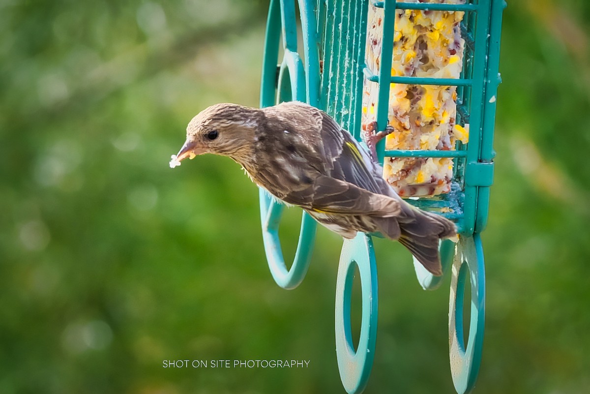 Pine Siskin - ML330716591