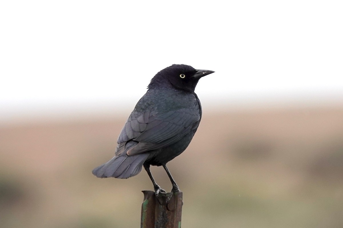 Brewer's Blackbird - ML330716671