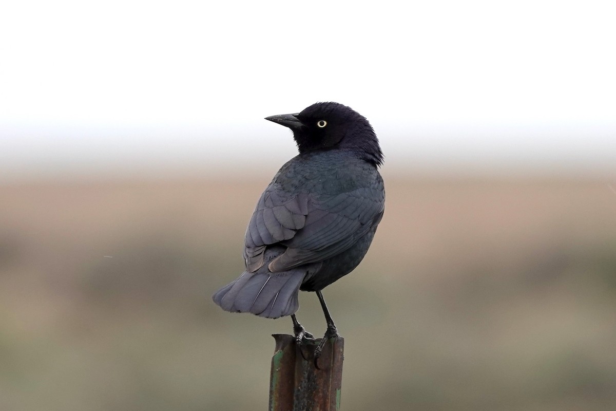 Brewer's Blackbird - ML330716681