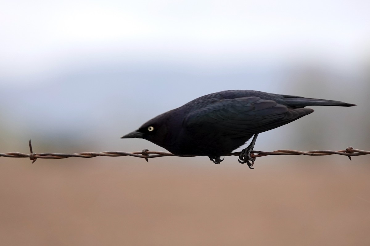 Brewer's Blackbird - ML330716691