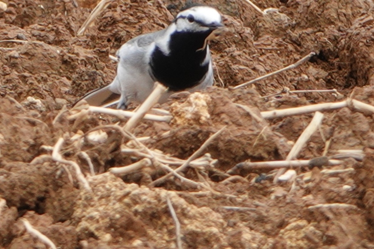 White Wagtail (ocularis) - Masayuki Shimada (Japan-Birding)