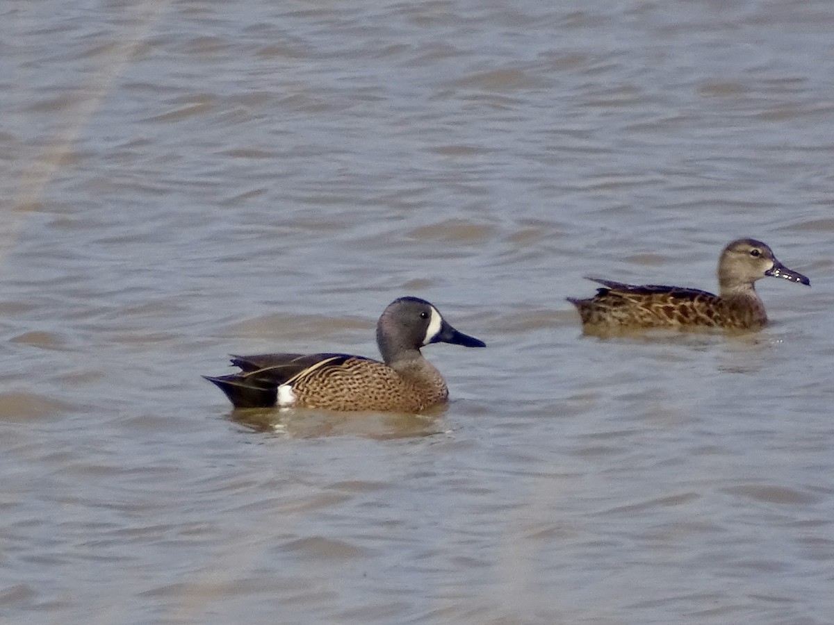 Cerceta Aliazul - ML330720301