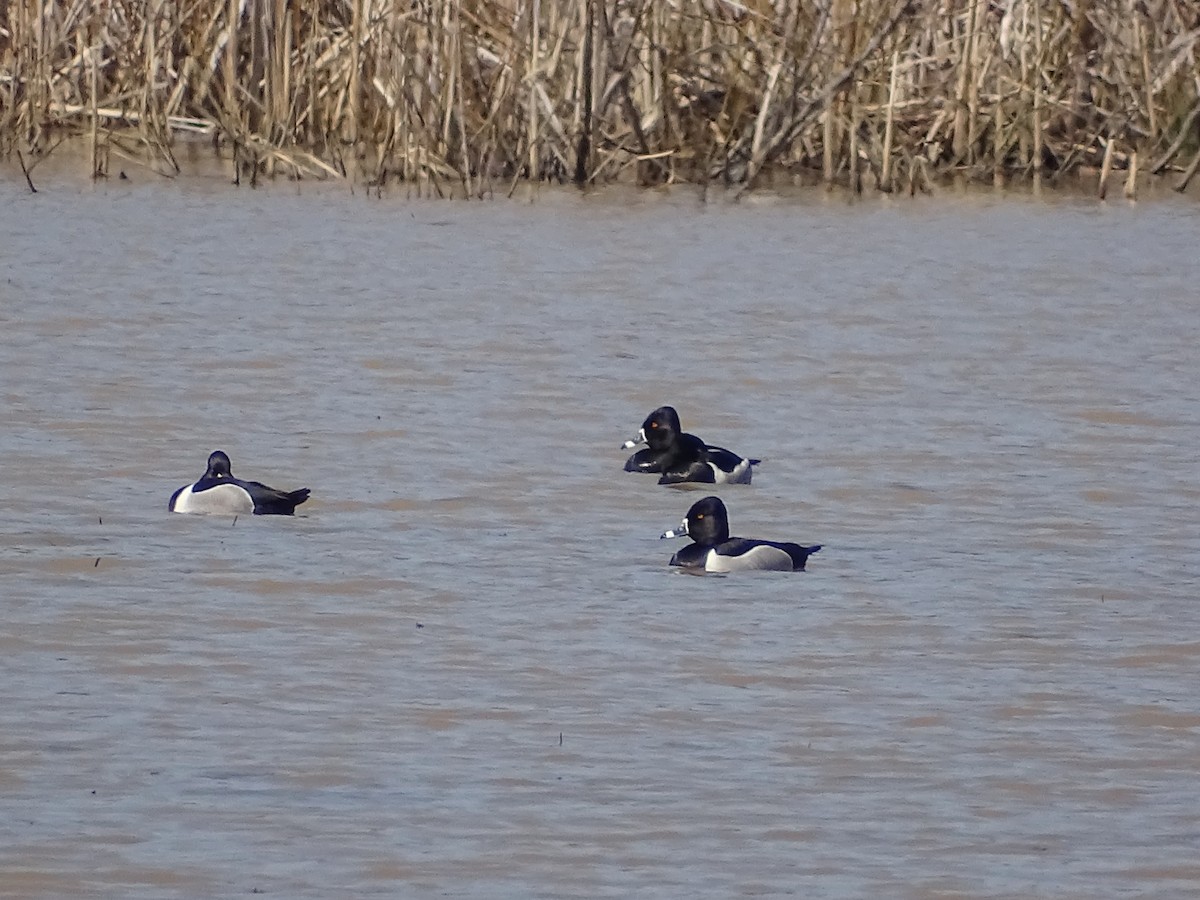 Ring-necked Duck - Jeffrey Roth