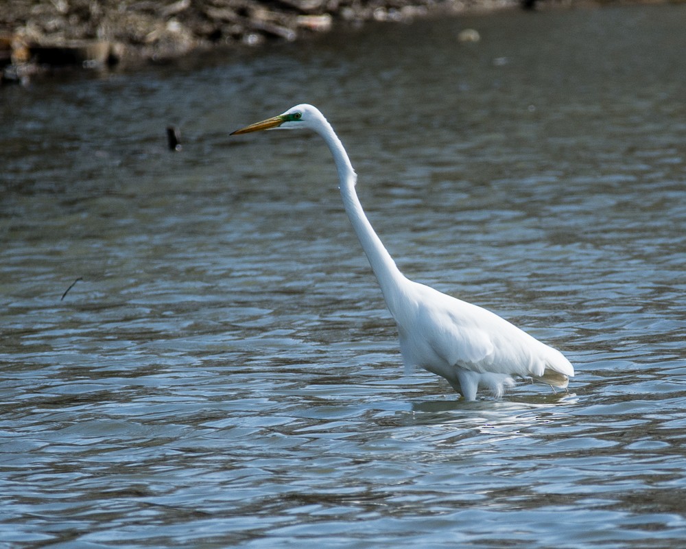 Great Egret - JW  Mills