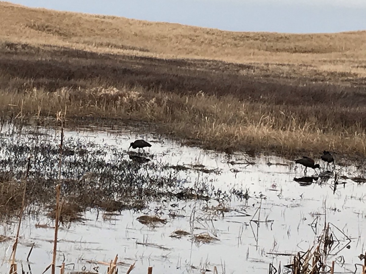 Glossy Ibis - ML330722361