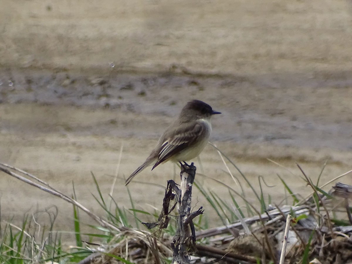 Eastern Phoebe - ML330723241
