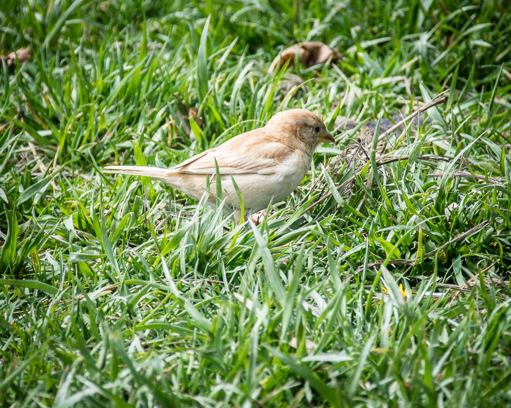 House Sparrow - Z A Lloyd