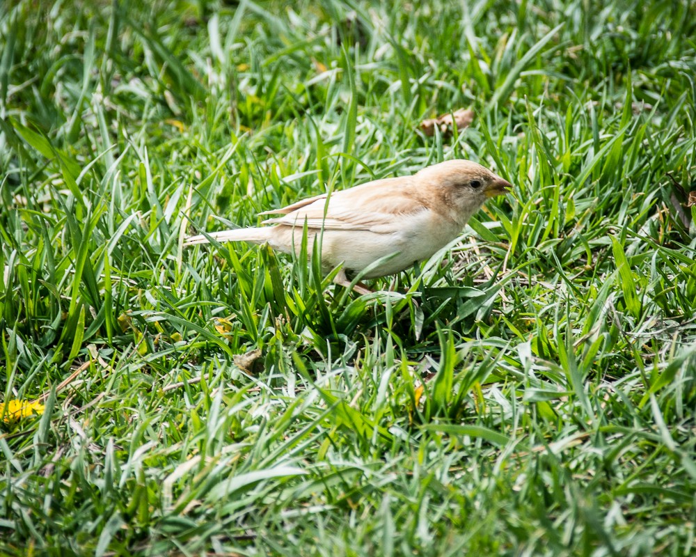 House Sparrow - Z A Lloyd