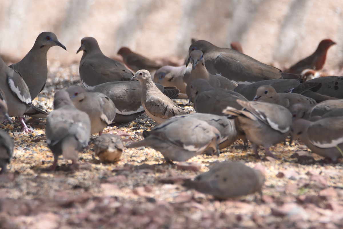 Ruddy Ground Dove - ML330725371