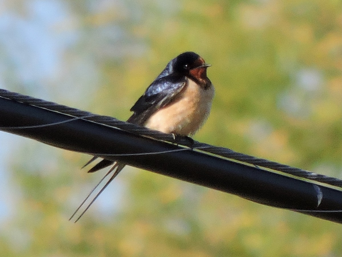 Barn Swallow - John Boback