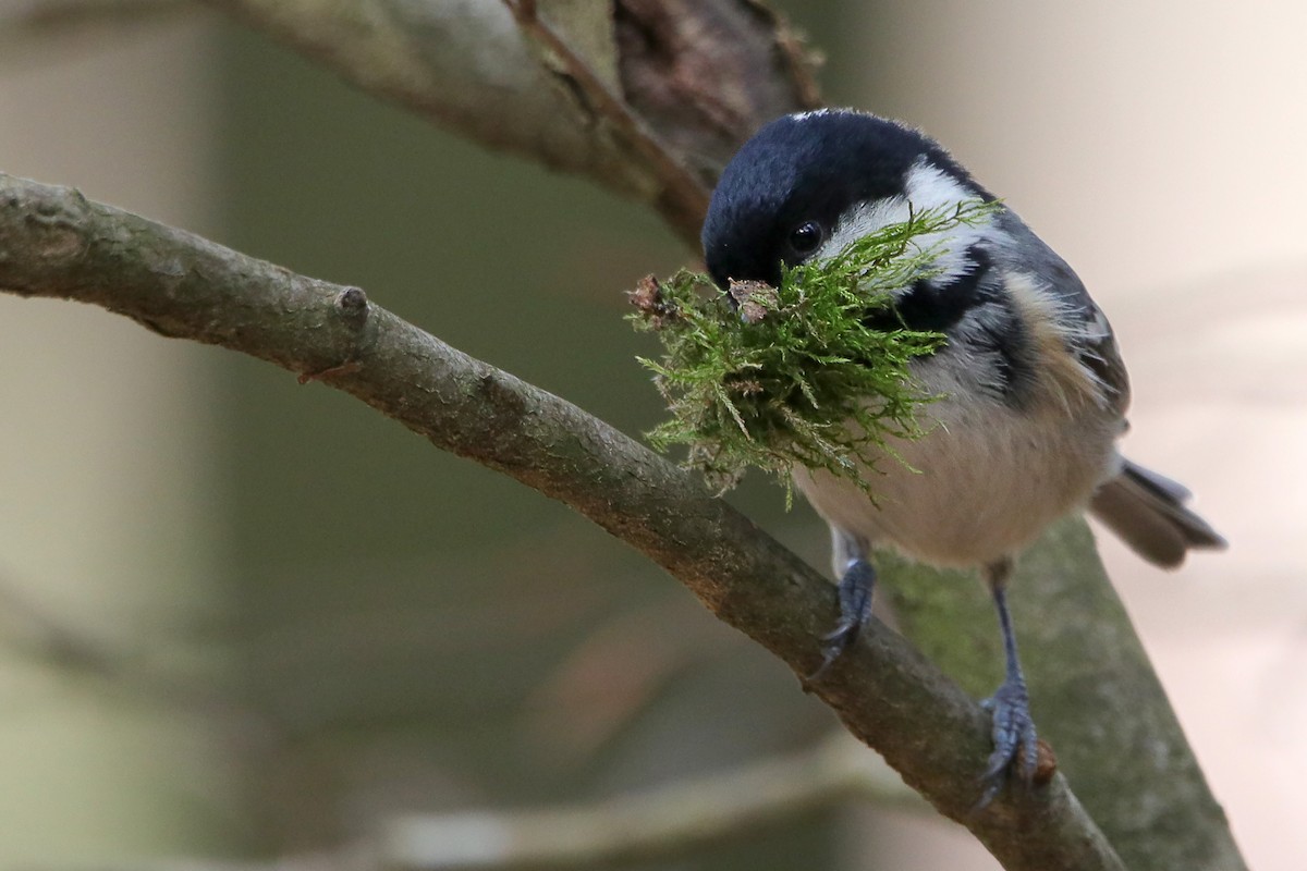 Coal Tit - Silas Würfl