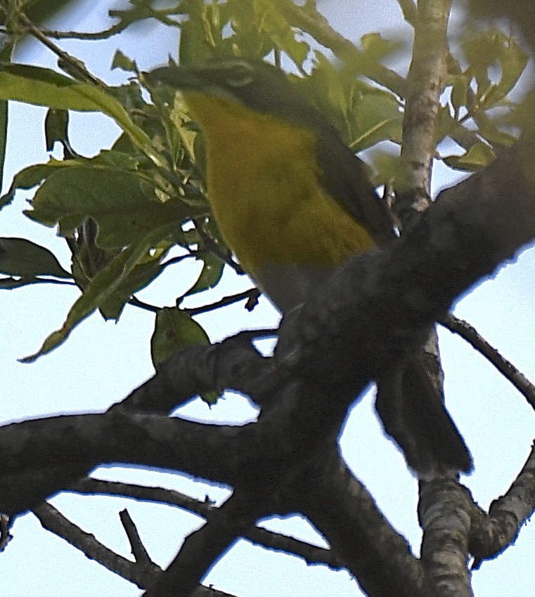 Yellow-breasted Chat - ML330730291