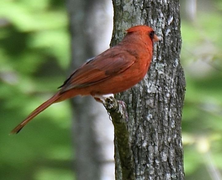 Northern Cardinal - Cyndy Hardaker