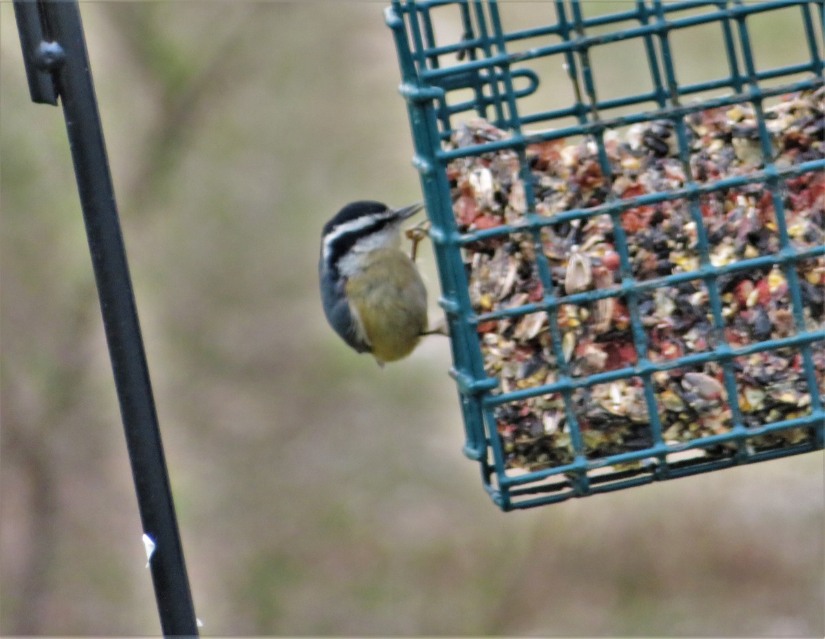 Red-breasted Nuthatch - ML330731131