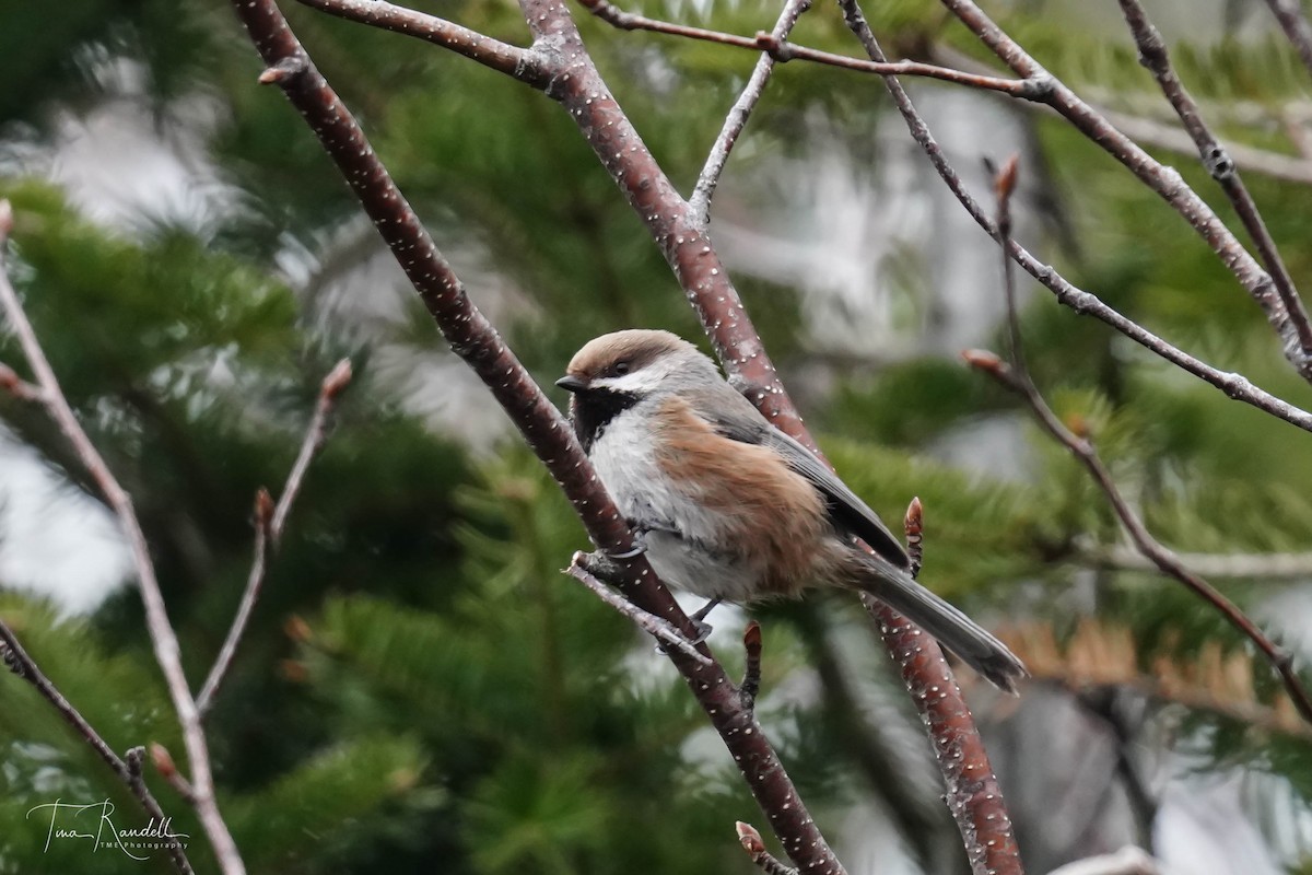 Boreal Chickadee - ML330731591