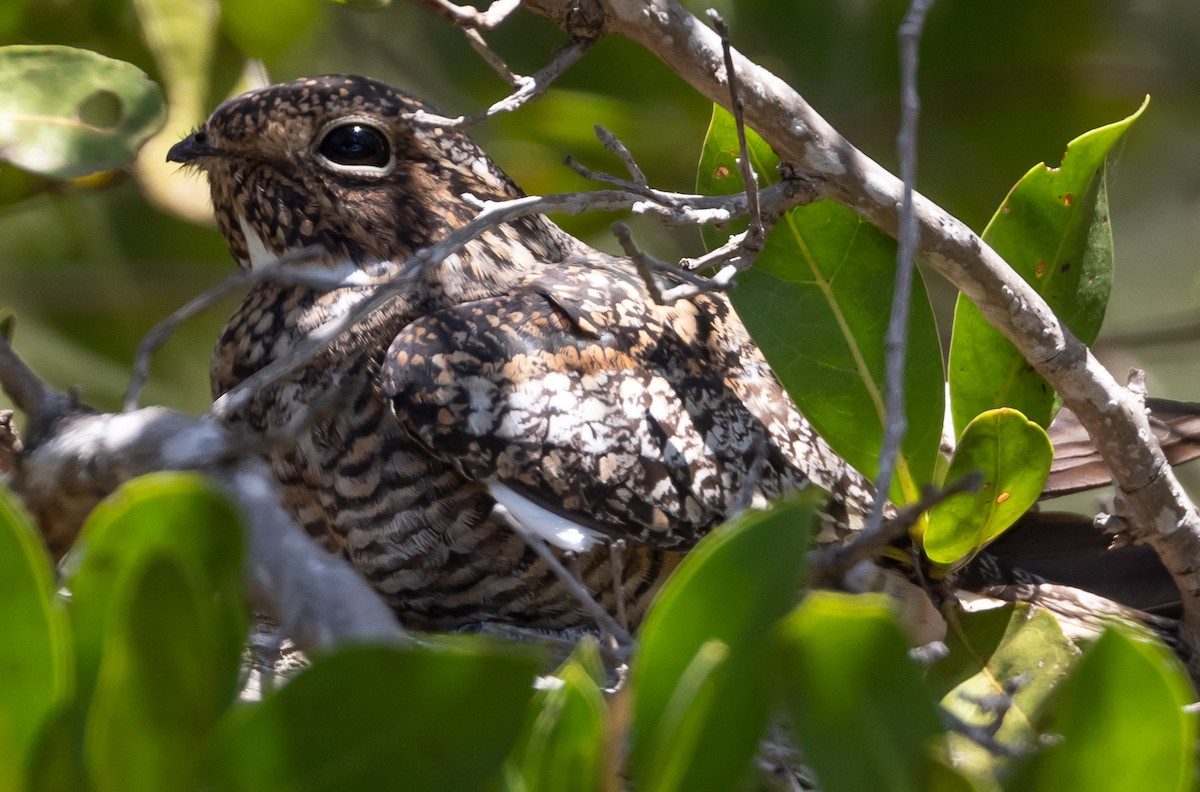 Antillean Nighthawk - ML330732431