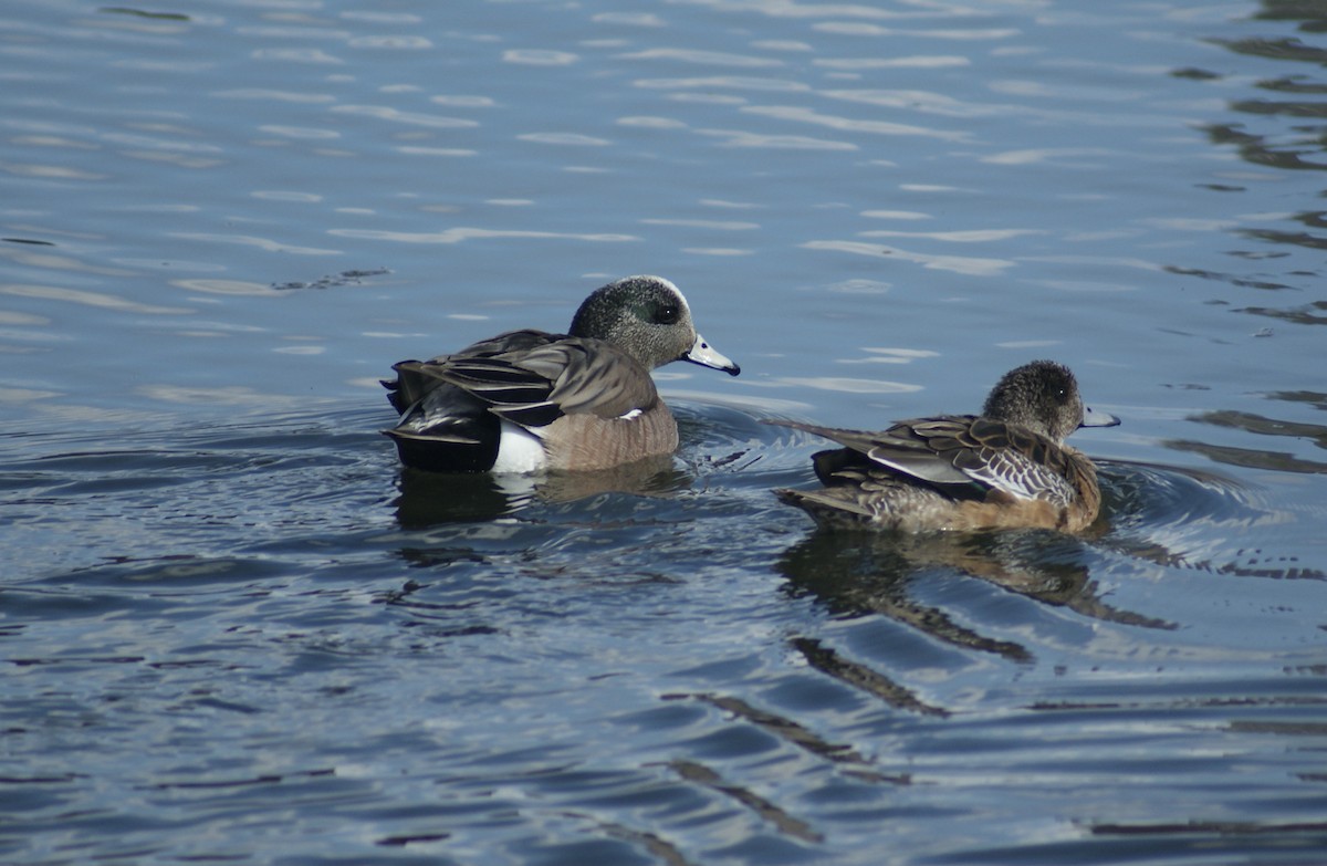 American Wigeon - ML330732761