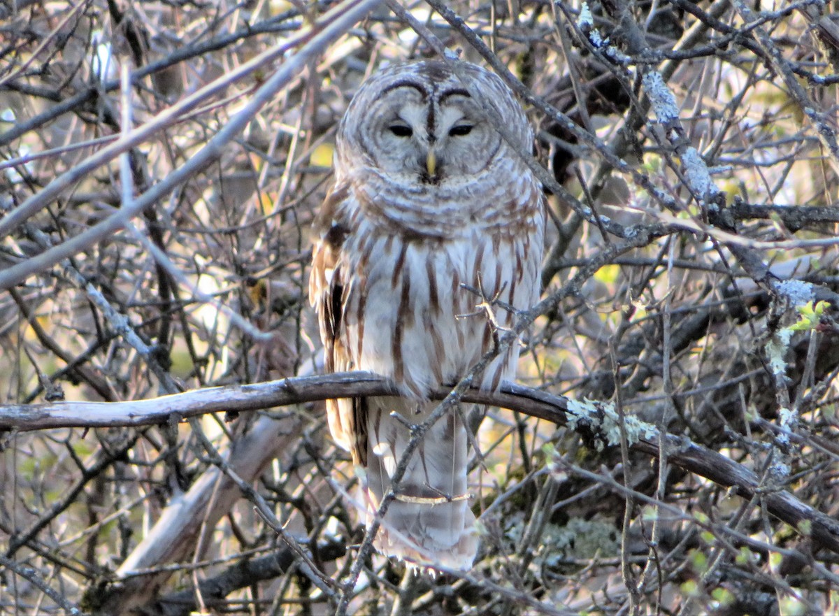 Barred Owl - ML330733951