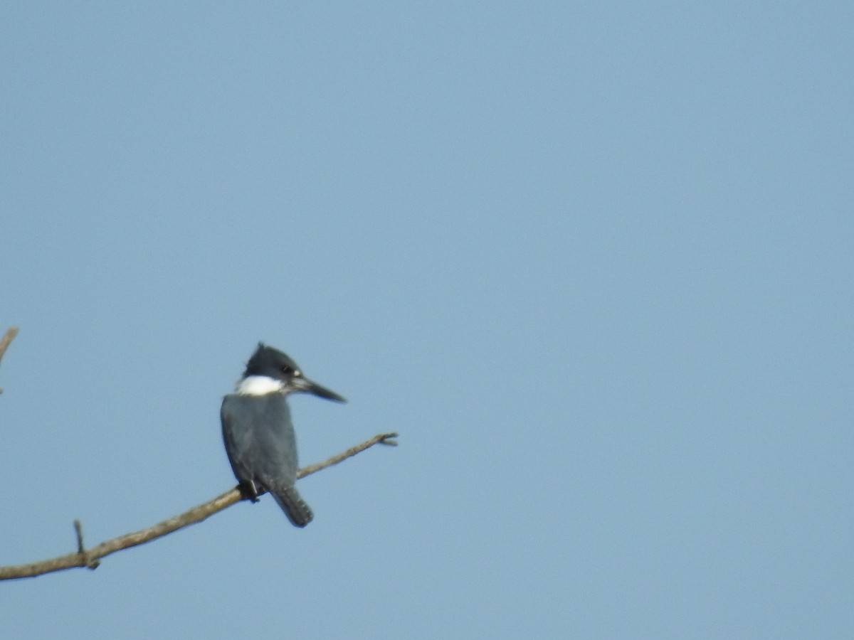 Belted Kingfisher - ML330735221