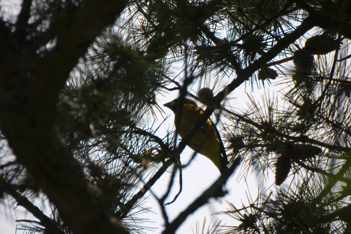 Evening Grosbeak - ML330736711