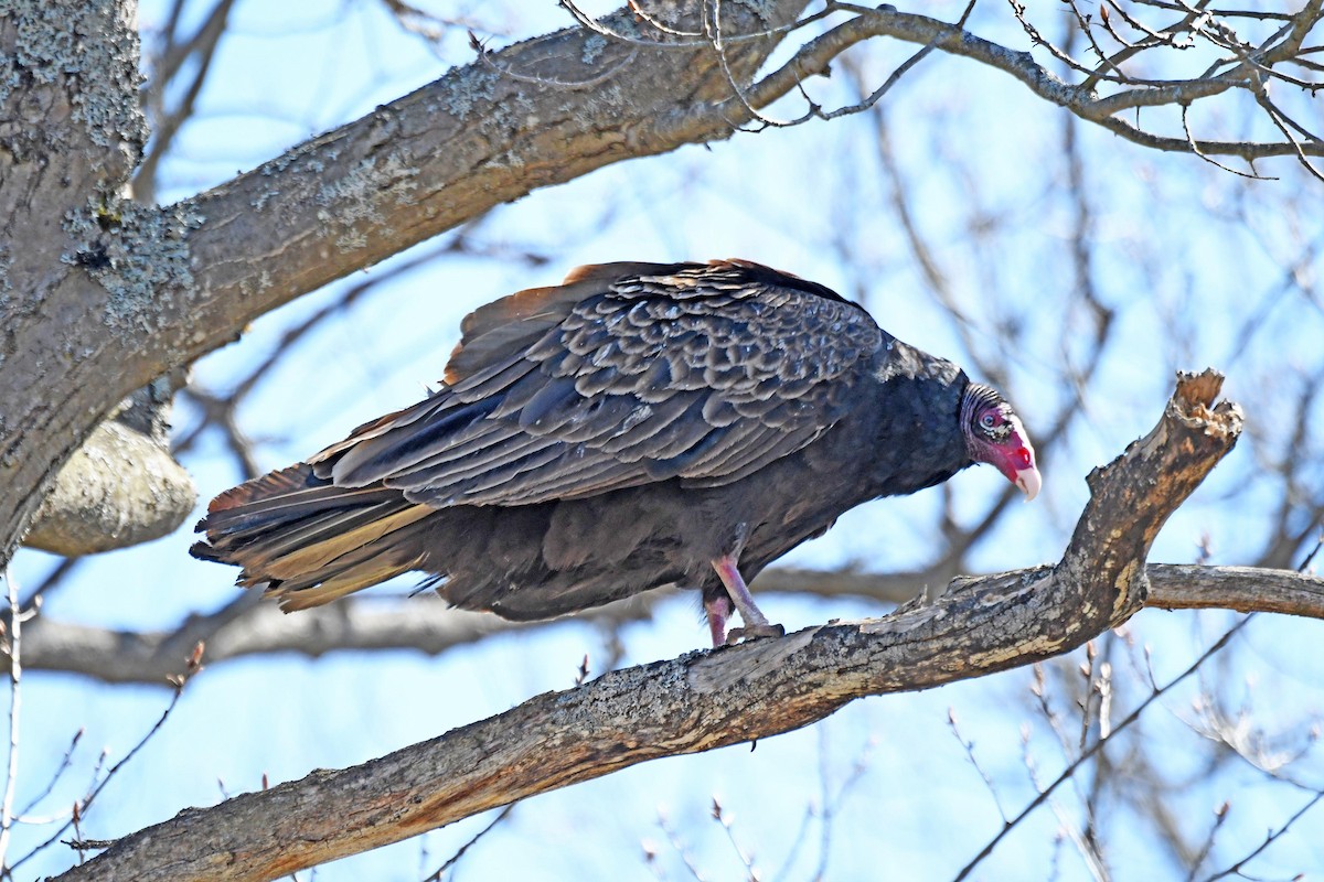 Turkey Vulture - ML330737771