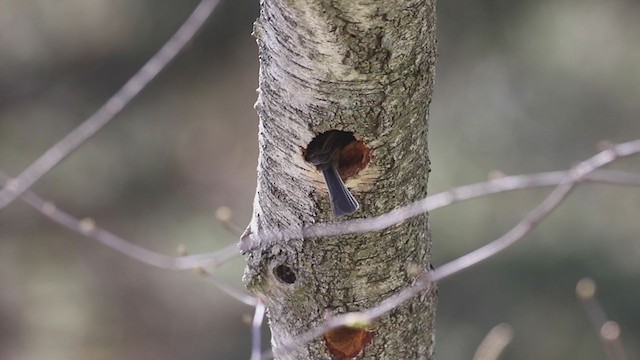 Black-capped Chickadee - ML330738771