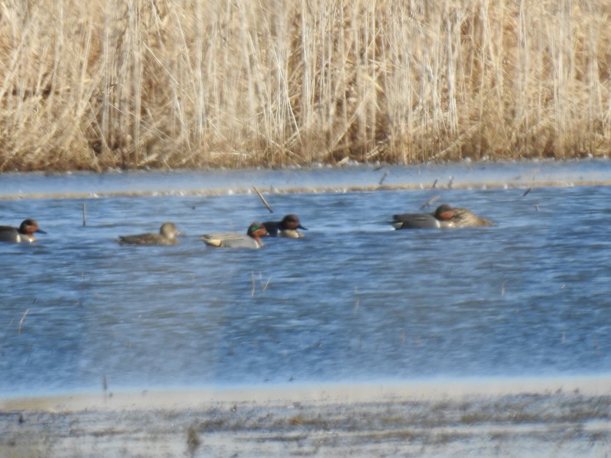Green-winged Teal - ML330739381