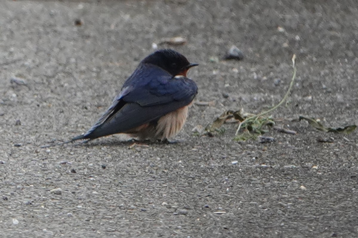 Barn Swallow - Masayuki Shimada (Japan-Birding)