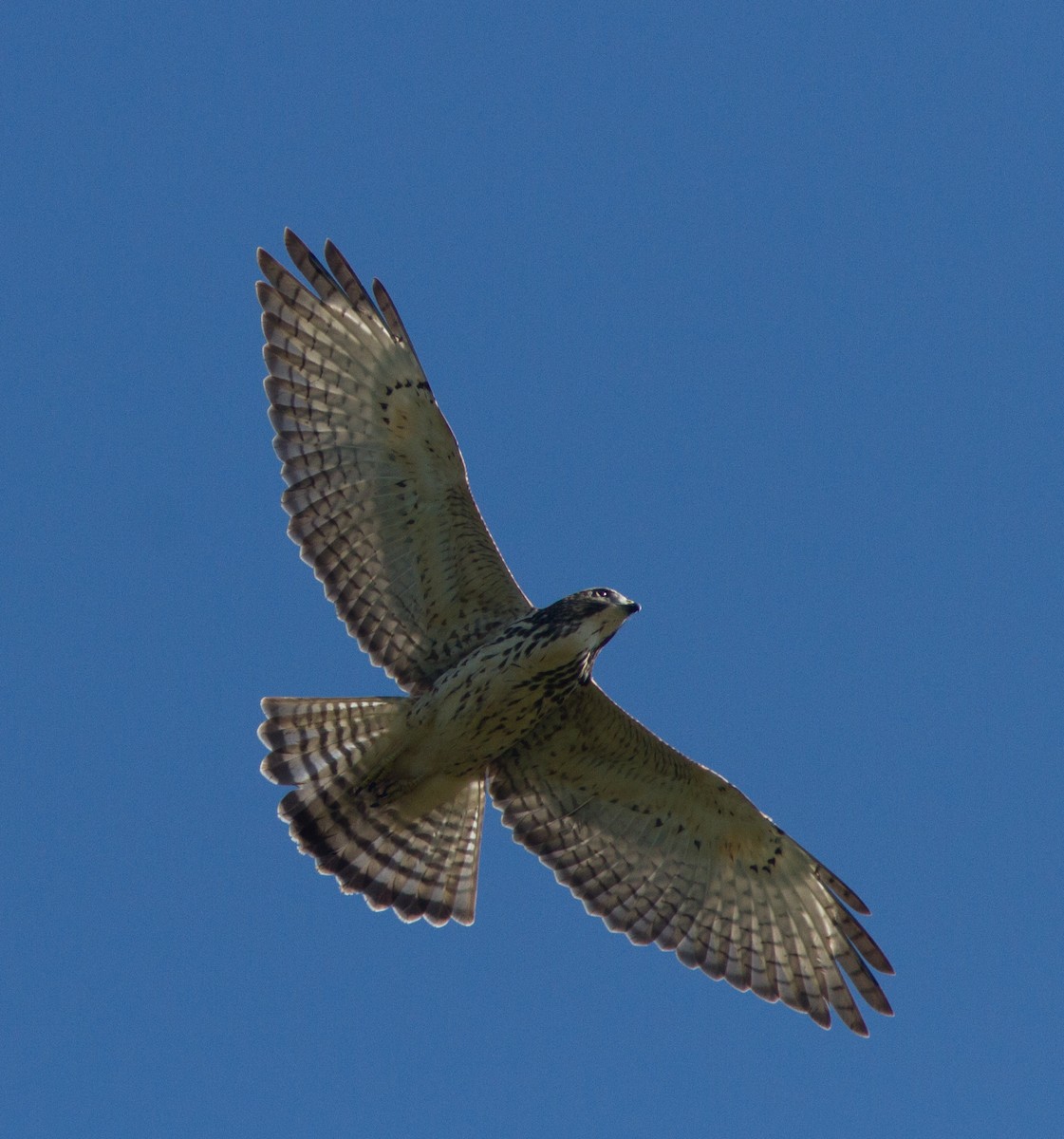 Broad-winged Hawk - ML33073981