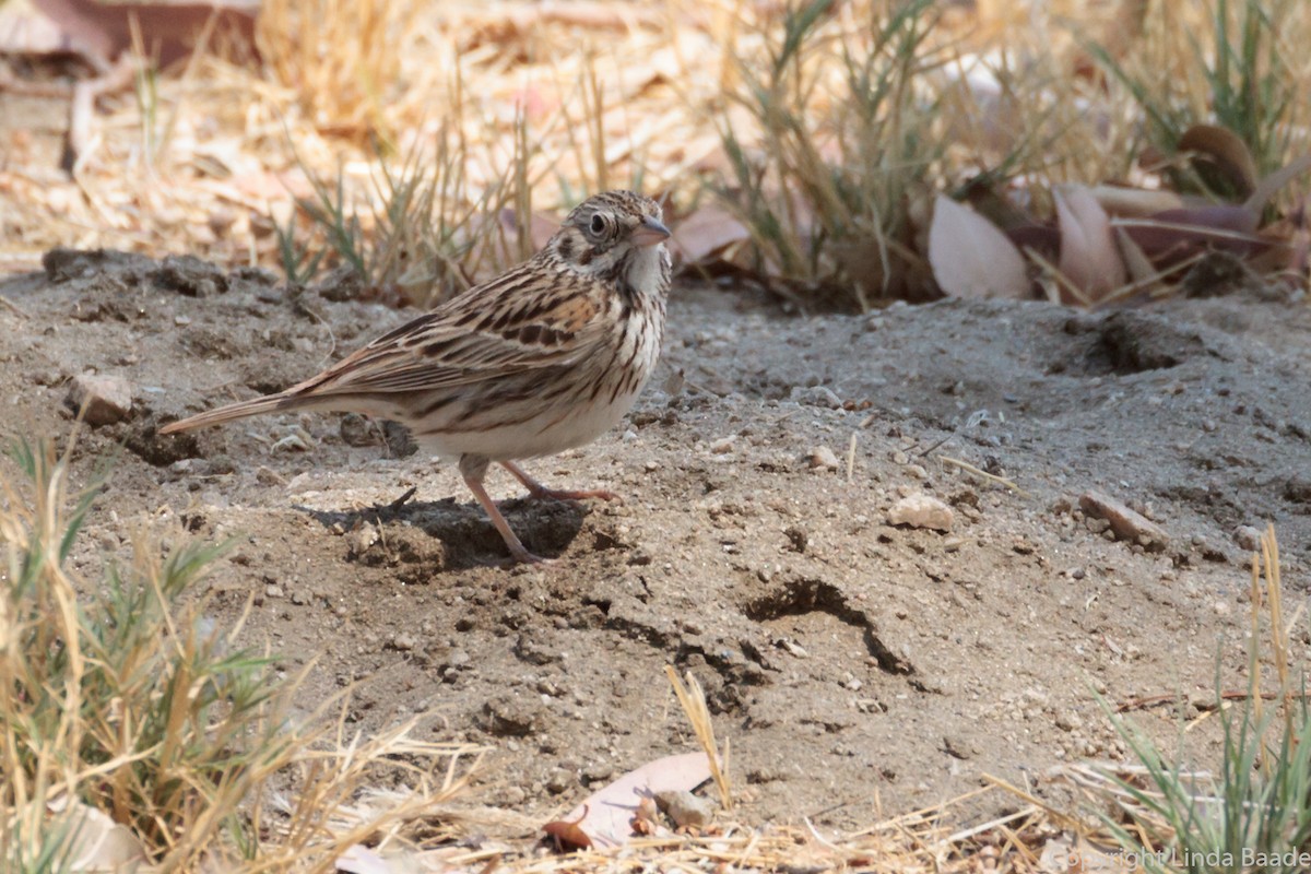Vesper Sparrow - ML330745871