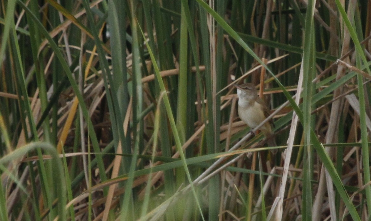 Great Reed Warbler - ML33074611