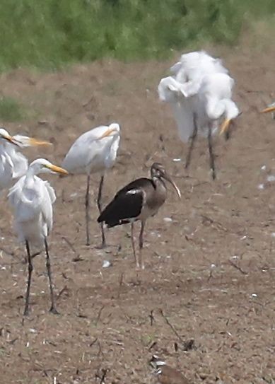 White Ibis - ML33074791