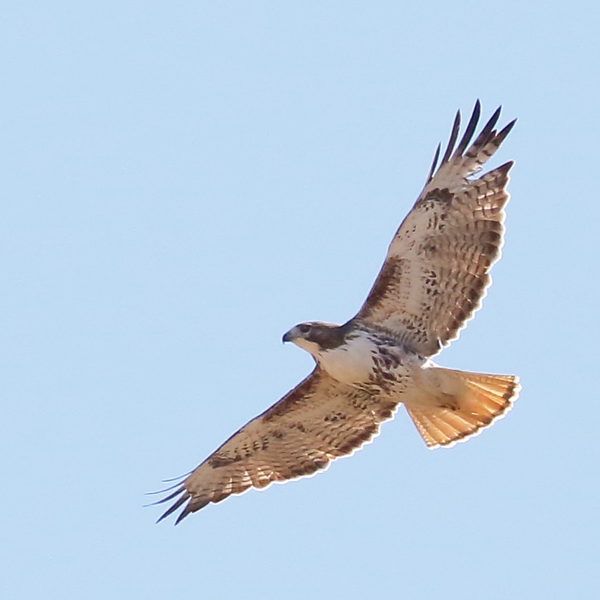 Red-tailed Hawk - Douglas Faulder
