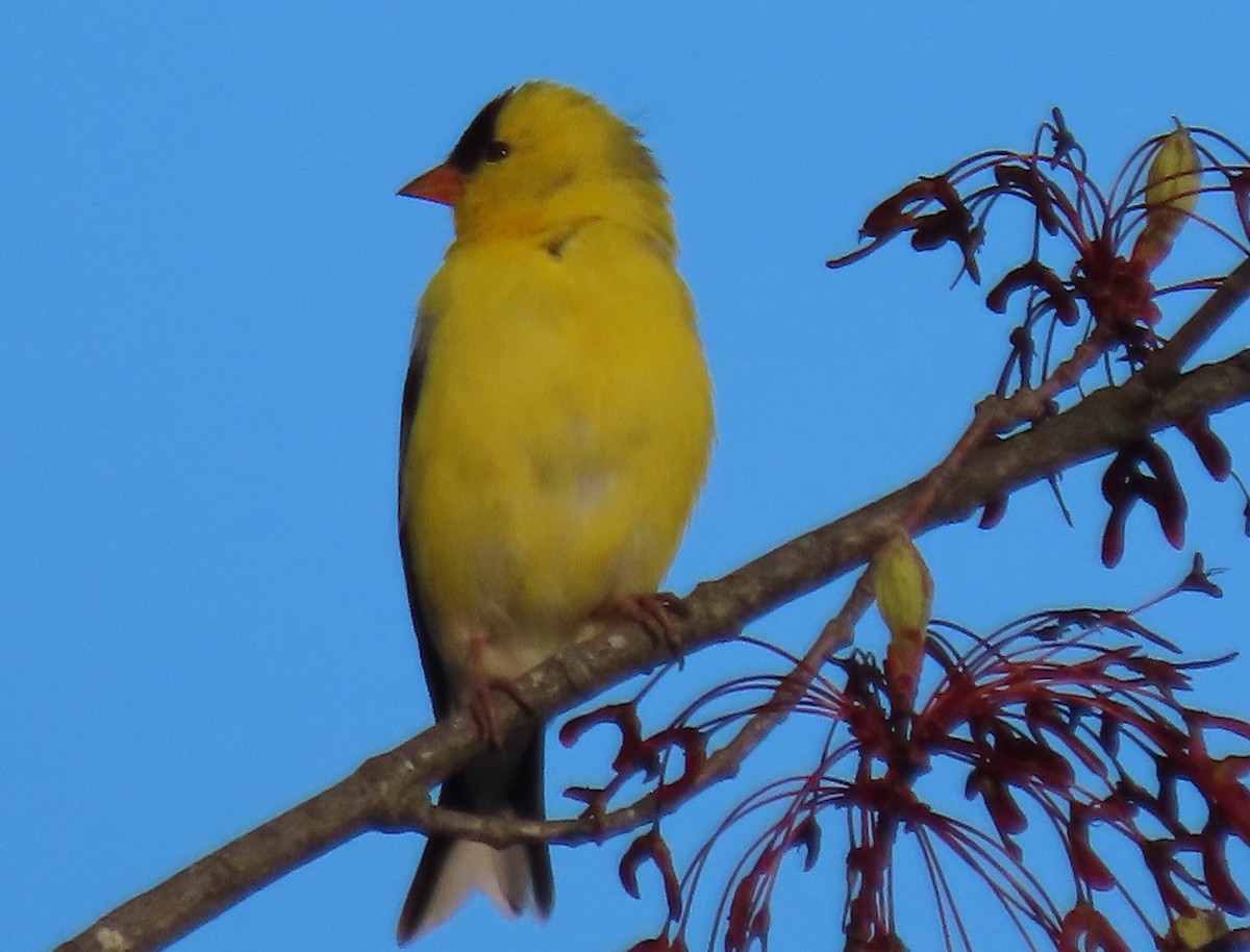 American Goldfinch - Jim Dillon