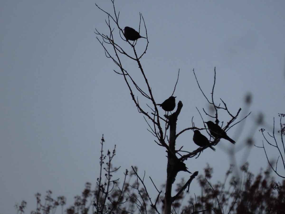 Rusty Blackbird - ML330749821