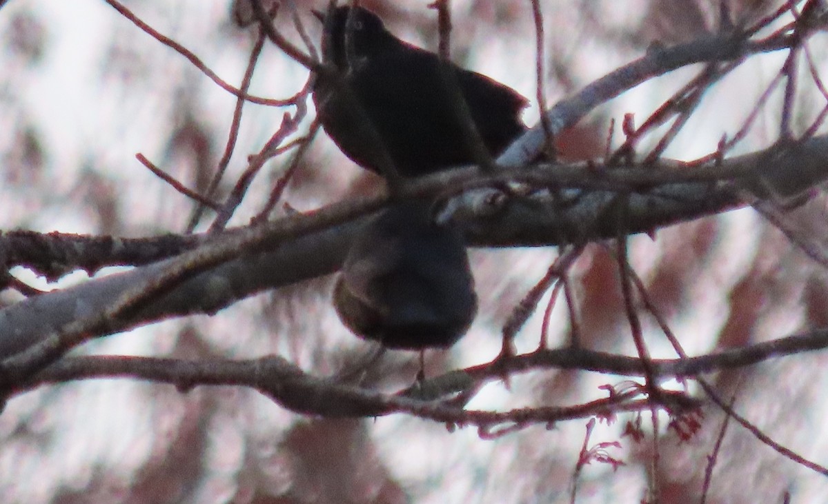 Rusty Blackbird - ML330749971