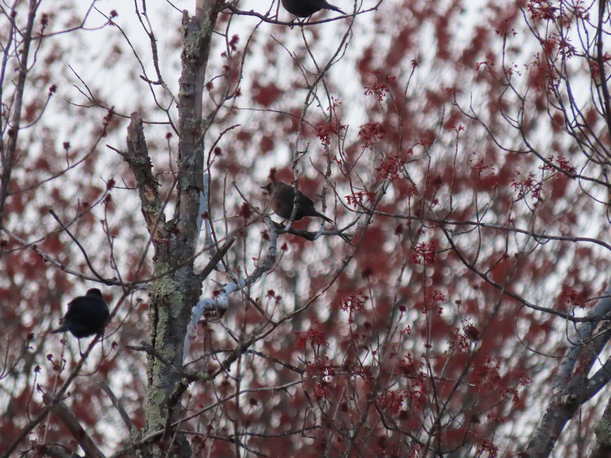 Rusty Blackbird - Jim Dillon