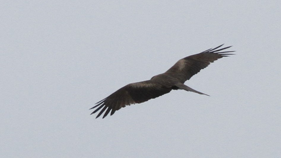 Black Kite - Dominique Lavoie