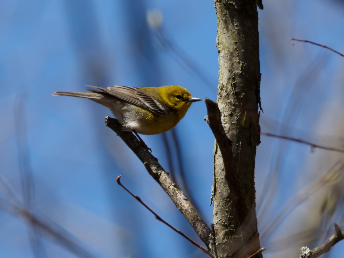 Pine Warbler - ML330750441