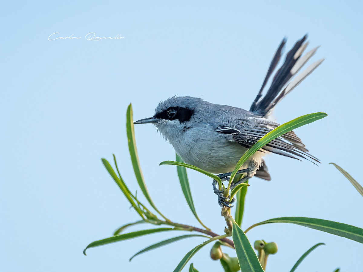 Masked Gnatcatcher - ML330750471