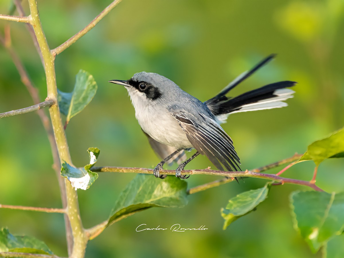 Masked Gnatcatcher - ML330750481