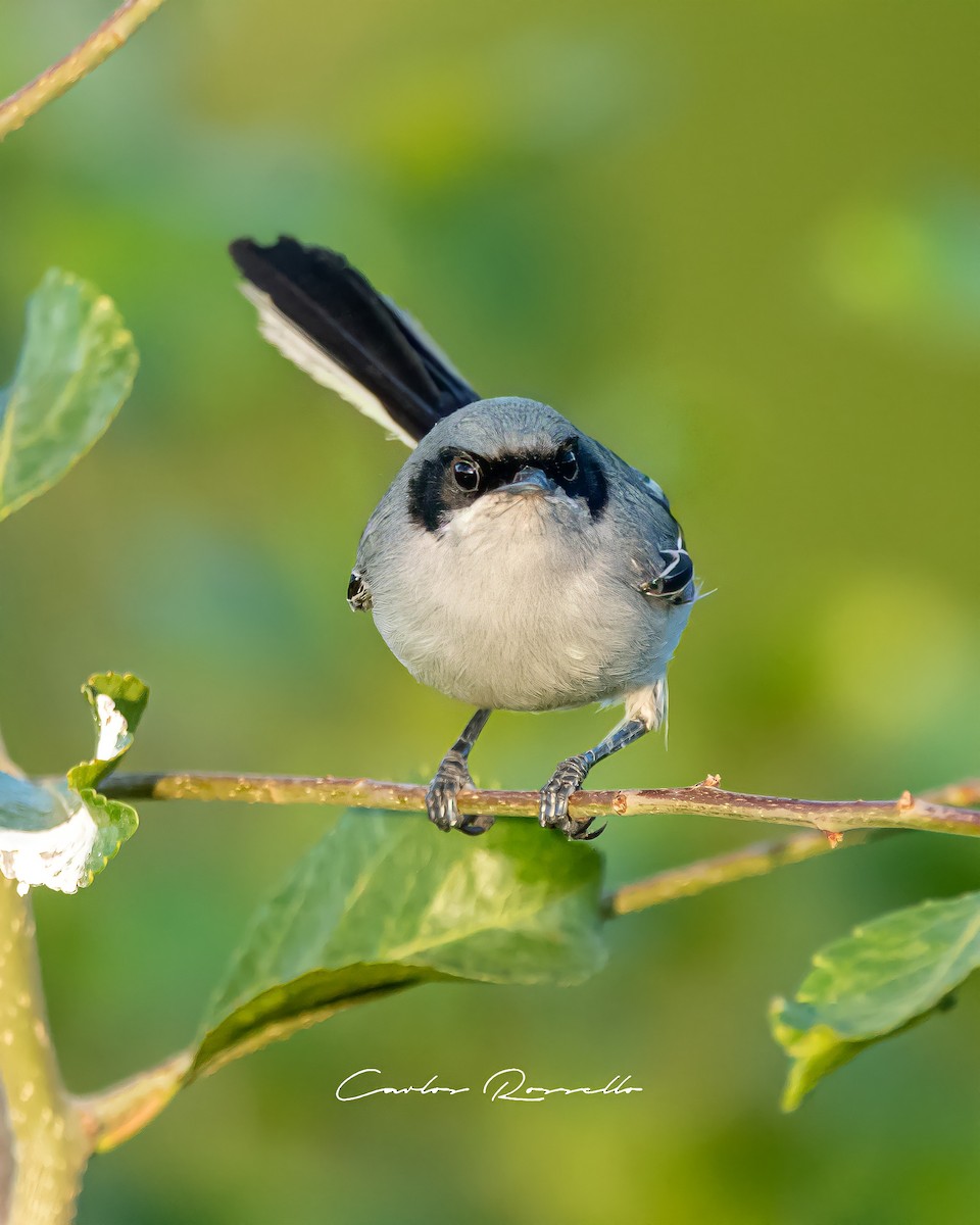 Masked Gnatcatcher - ML330750491