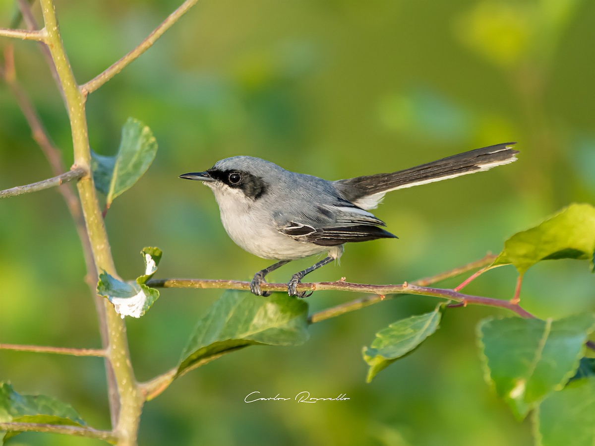 Masked Gnatcatcher - ML330750501