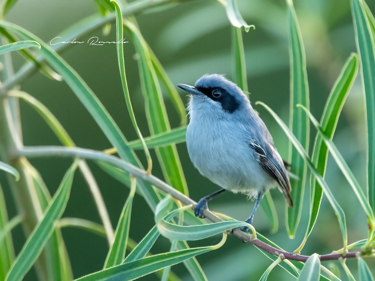 Masked Gnatcatcher - ML330750521