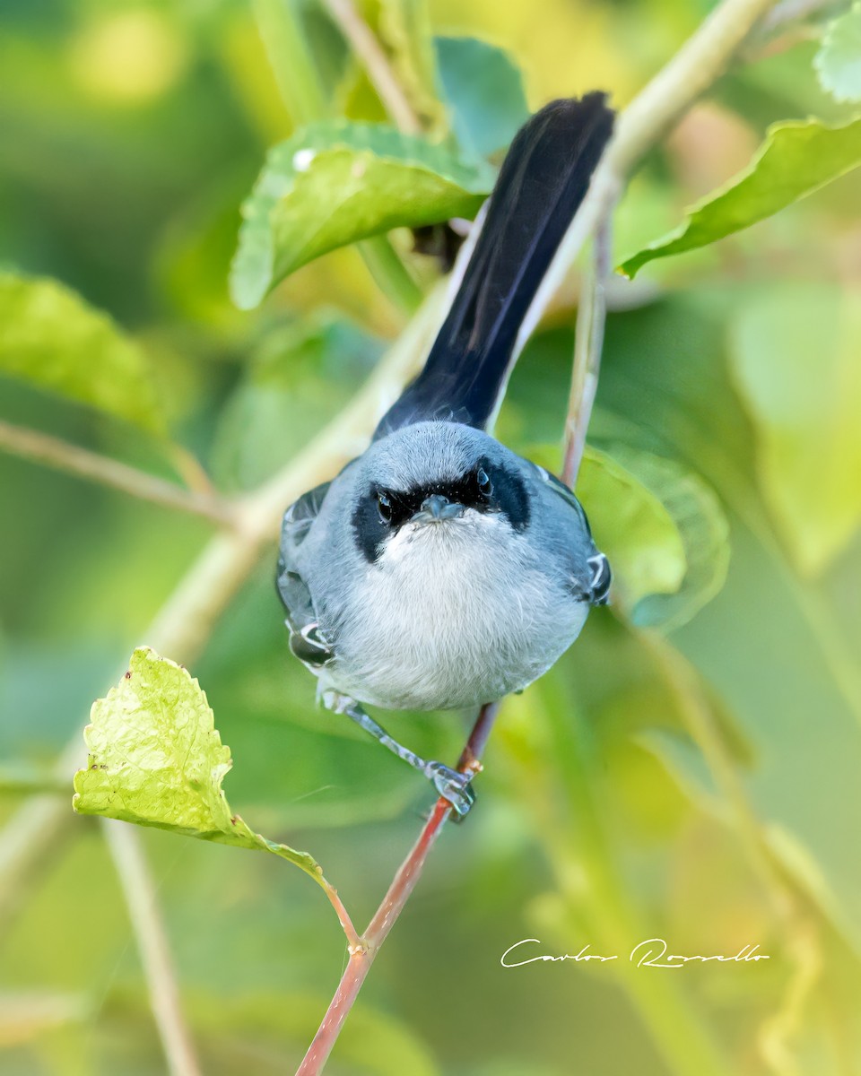 Masked Gnatcatcher - ML330750531