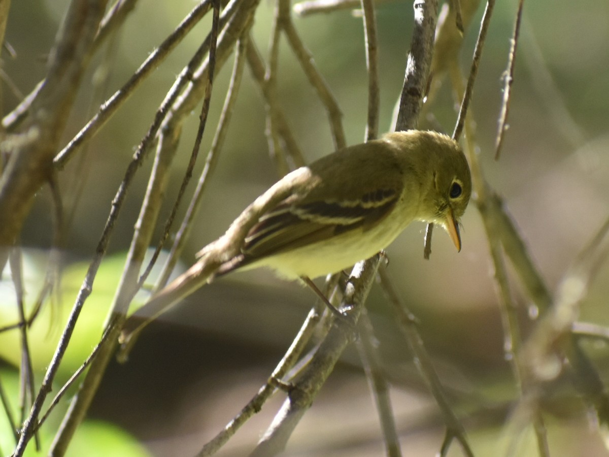 Western Flycatcher (Pacific-slope) - ML330750771