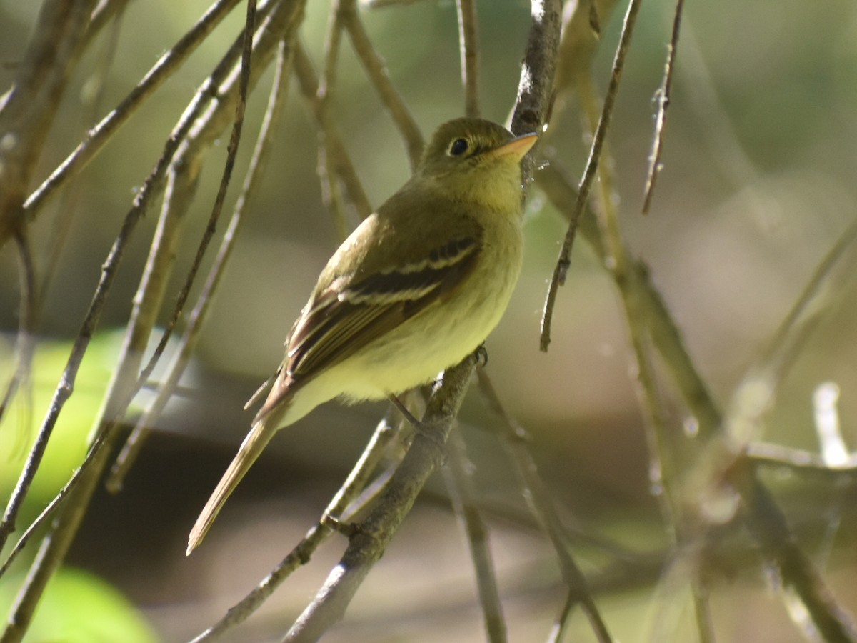 Western Flycatcher (Pacific-slope) - ML330750781