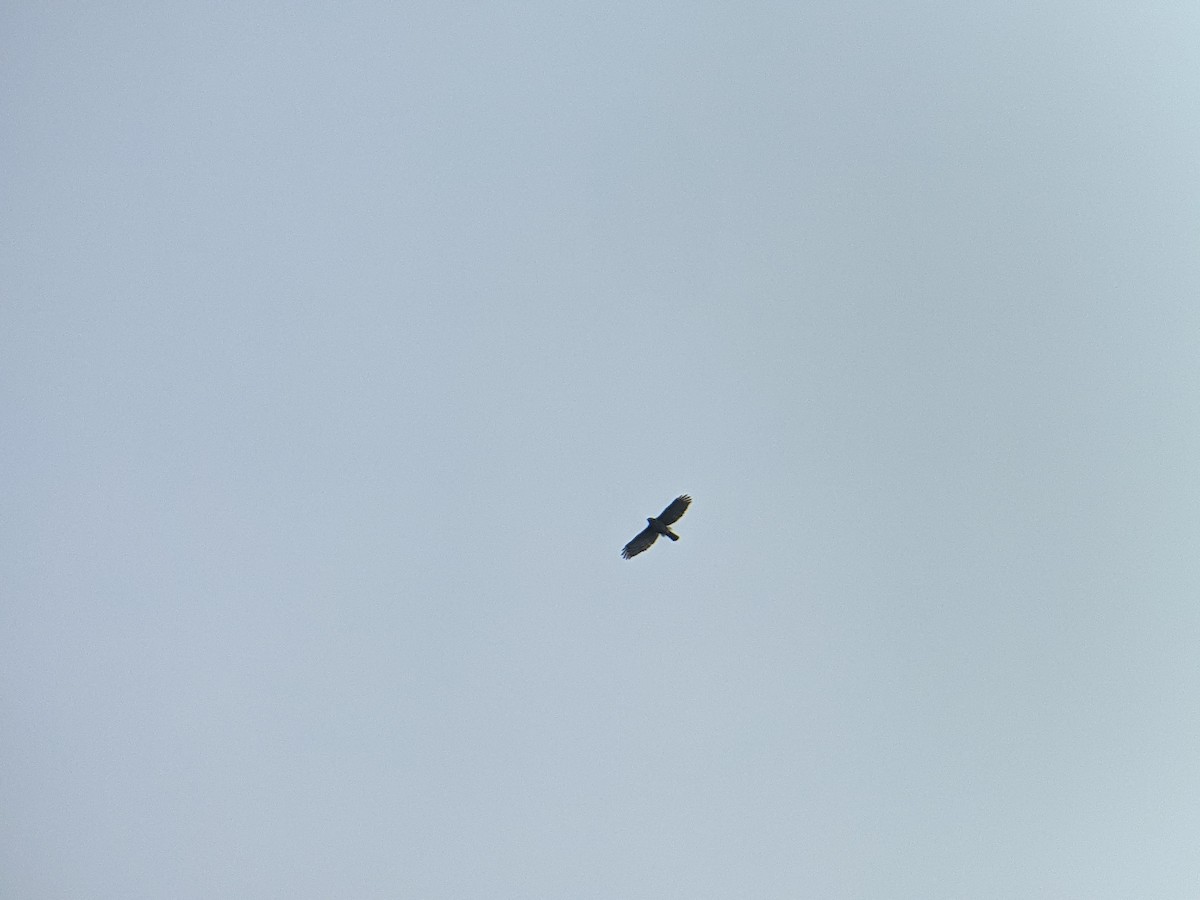 Crested Goshawk - ML330751321