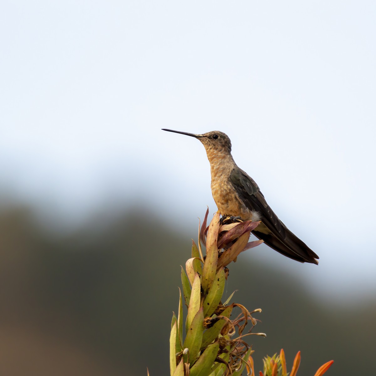 Giant Hummingbird - ML330751801