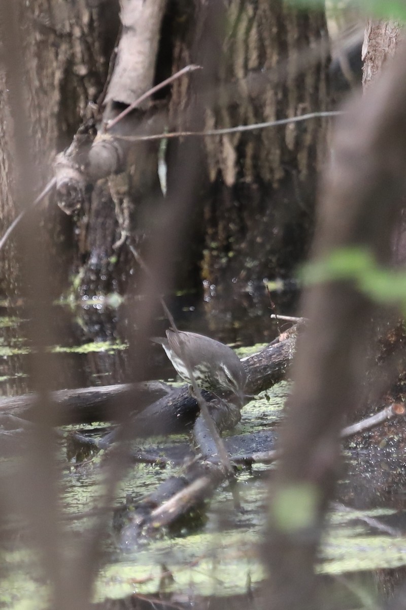 Northern Waterthrush - ML330751831